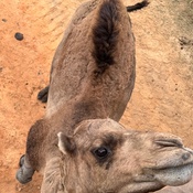 Photo submitted by Kameron