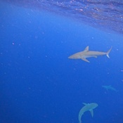 Photo submitted by Guest