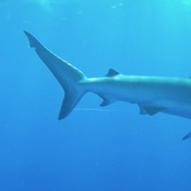 Photo submitted by Naoki