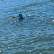 Photo submitted by Carlton