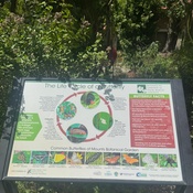 Photo submitted by giani