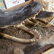 Photo submitted by Ronald