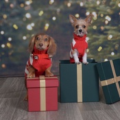 Photo submitted by Mellisa