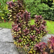 Photo submitted by Lorell