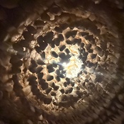 Photo submitted by Nintentendo