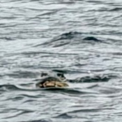 Photo submitted by Steven