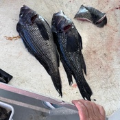 Photo submitted by Anna