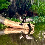 Photo submitted by Gini