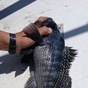 Photo submitted by William