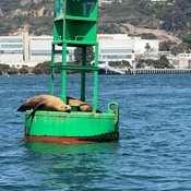 Photo submitted by Norra