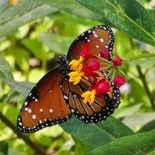 Photo submitted by Guest