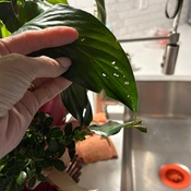 Photo submitted by Lori