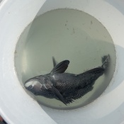 Photo submitted by deena