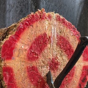 Photo submitted by Guest