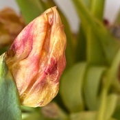 Photo submitted by Amell