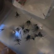 Photo submitted by Guest