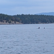 Photo submitted by Mykl