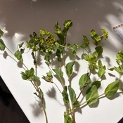 Photo submitted by Lori