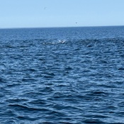 Photo submitted by Veronica