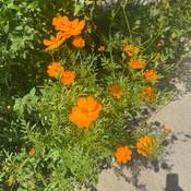 Photo submitted by giani