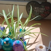 Photo submitted by Tracy