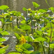 Photo submitted by Alisa