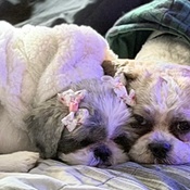 Photo submitted by Groupon