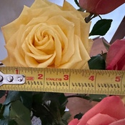 Photo submitted by Kristen