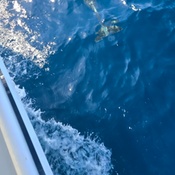 Photo submitted by kathi