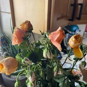 Photo submitted by Nori