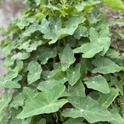 Photo submitted by ROSALINDA