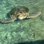 Photo submitted by Guest