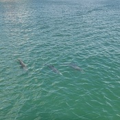 Photo submitted by Dyi-mond