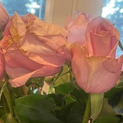 Photo submitted by Elizabeth