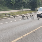 Photo submitted by peter