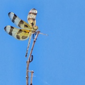 Photo submitted by sam