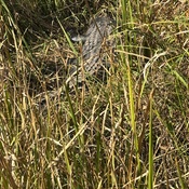 Photo submitted by Getsanely