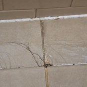 Photo submitted by L'Tanya