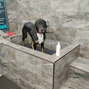 Pet supermarket hot sale dog wash