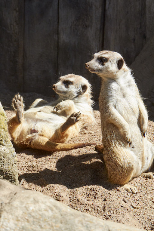 Zoologischer Garten Schwerin - Schwerin, MV | Groupon