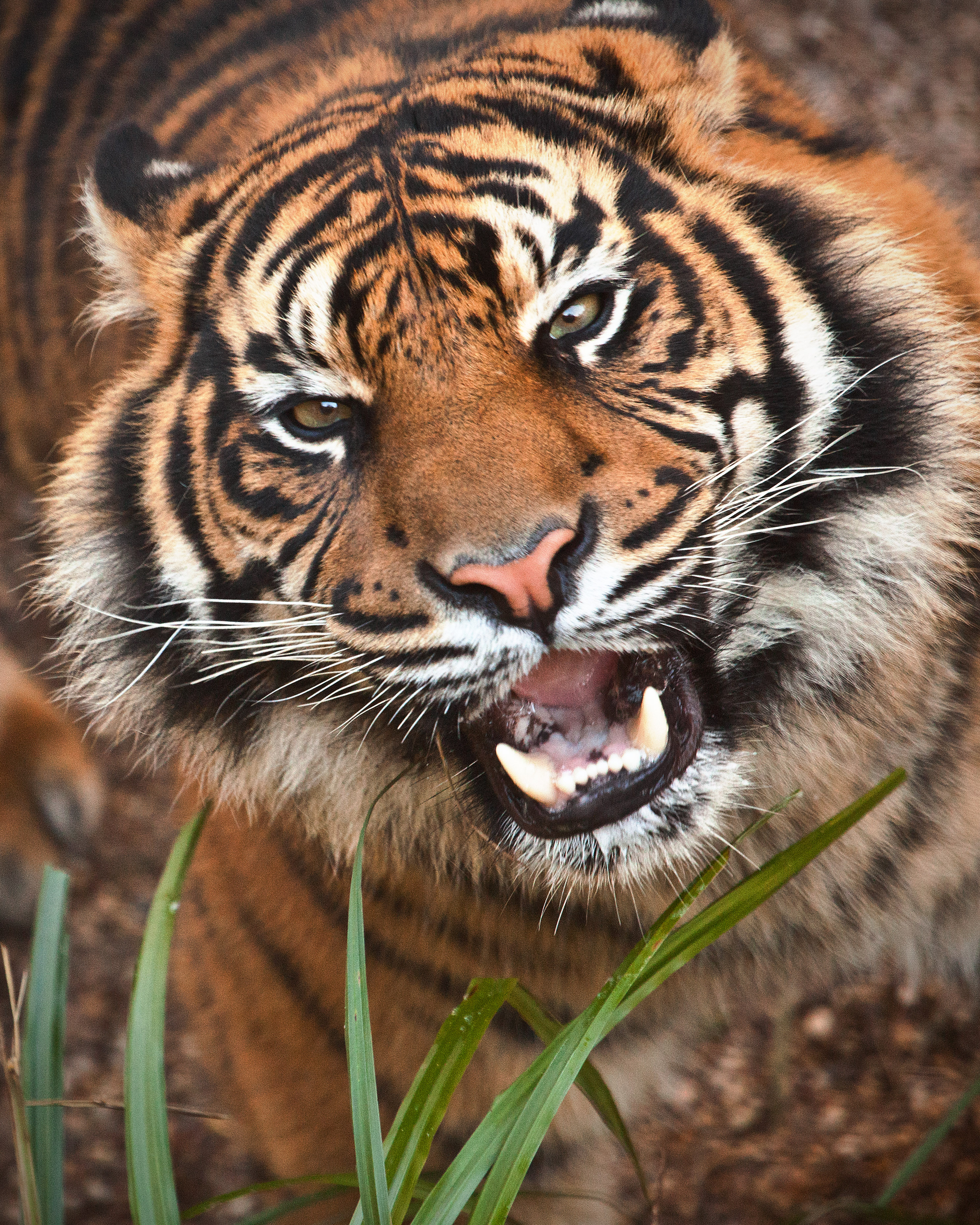 Dudley Zoological Gardens - Dudley, West Midlands | Groupon