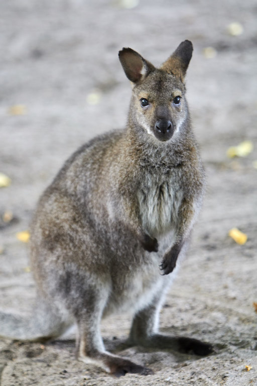 Zoologischer Garten Schwerin - Schwerin, MV | Groupon