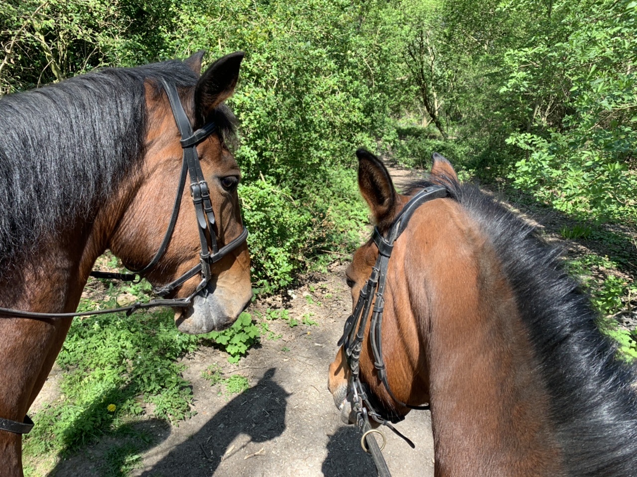 Kingsmead Equestrian Centre Warlingham, Surrey Groupon