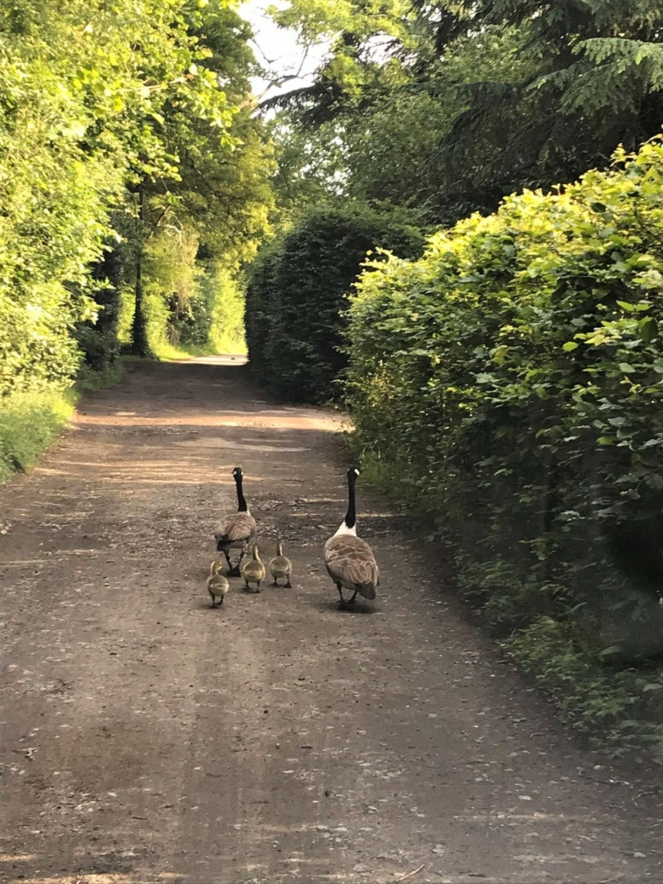 Kingsmead Equestrian Centre Warlingham, Surrey Groupon