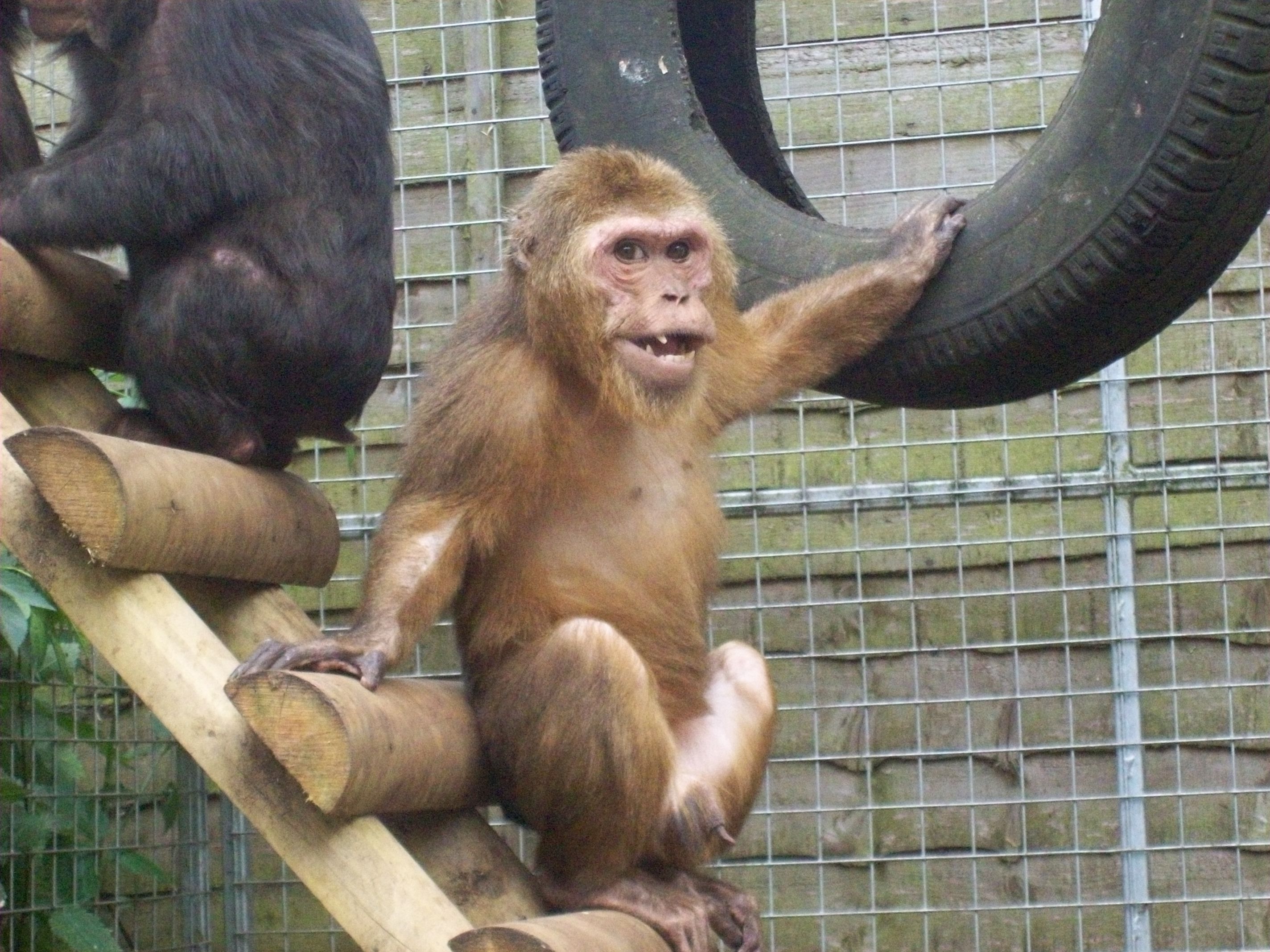 Gentleshaw Wildlife Centre Eccleshall, Staffordshire Groupon