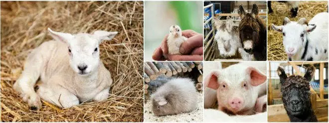 national forest adventure farm