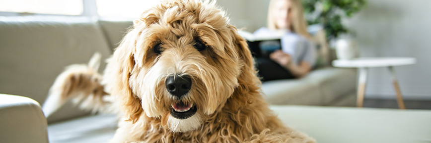 Get Free Pet Insurance Quotes with Pet Plan Promo