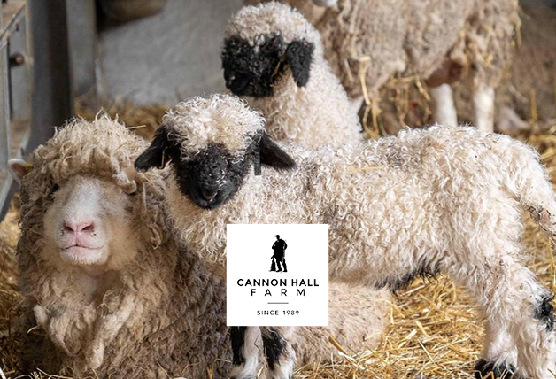 Grab Your Favorites for Less – Enjoy Price Drops at Cannon Hall Farm