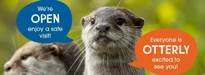 Marwell Zoo otters