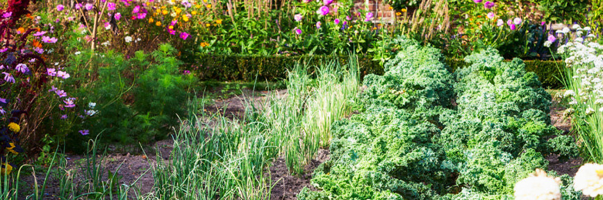 Enjoy 30% Off Spring-Flowered Bulbs at J Parkers